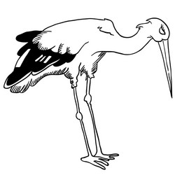 stork vector image