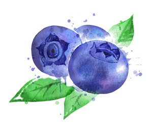 watercolor blueberry vector image