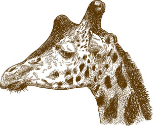 engraving drawing of giraffe head vector image