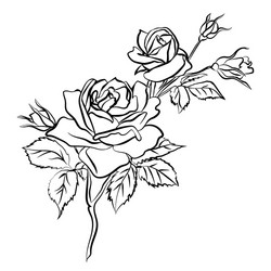 rose sketch on white background vector image