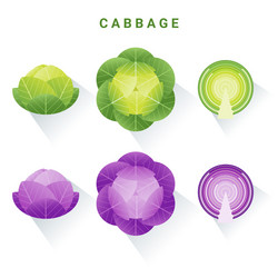 set of fresh green and red cabbages vector image