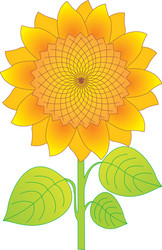 sunflower vector image