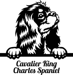 cavalier king charles spaniel peeking dog - head vector image