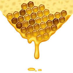 flowing honey vector image