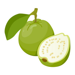 guava tasty edible tropical green fruit icon vector image