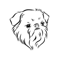 brussels griffon dog pet portrait vector image