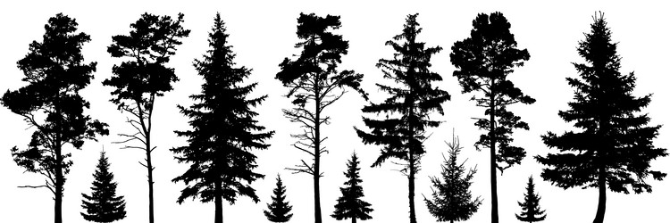 forest evergreen trees silhouette isolated set vector image