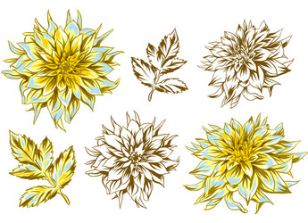 set of fluffy yellow dahlias and leaves vector image