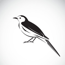 bird magpie vector image