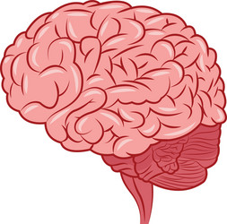 human brain icon vector image