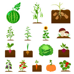 plant vegetable cartoon icons in set collection vector image