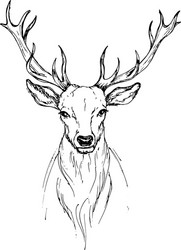 sketch by pen head noble deer front view vector image