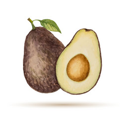 avocado vector image