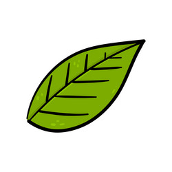 hand drawing green leaf vector image