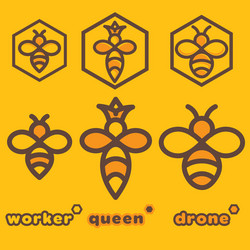 bee specimens vector image