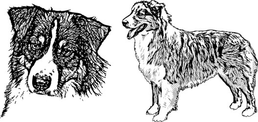 australian shepherd on white vector image