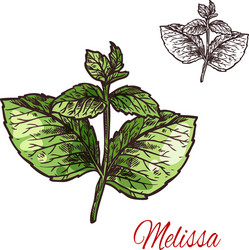 melissa leaf sketch of medical plant and aroma vector image