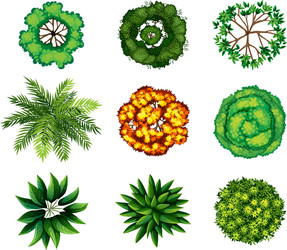 a group of plants vector image