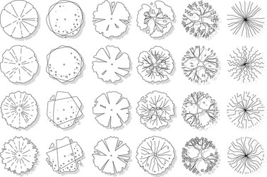 set top view tree vector image