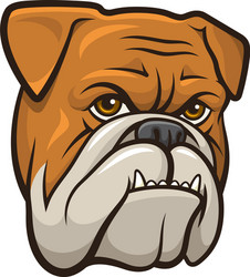 bulldog vector image