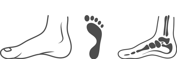 Human leg ankle bones footprint organs concept vector