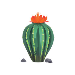 mexican cactus with red blooming flower rocks vector image