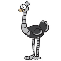 ostrich vector image