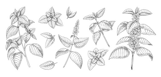 peppermint sketch mint leaves branches vector image