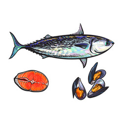 sketch fish tuna salmon steak mussels vector image