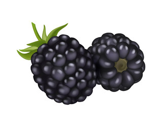 sweet black raspberries dewberries or blackberries vector image