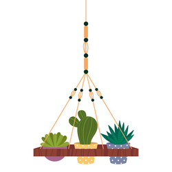 domestic plants in hanging pots indoor houseplant vector image