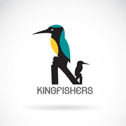 kingfishers alcedo atthis on white background vector image