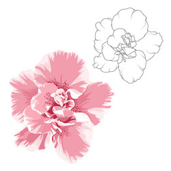 Camelia flower design elements set outline vector