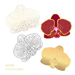 phalaenopsis orchid flower head isolated design vector image