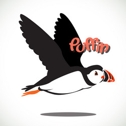 puffin bird 6 vector image