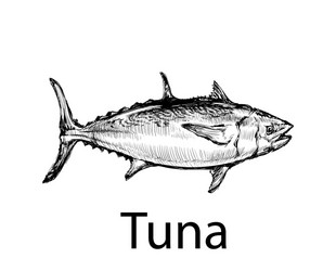 tuna fish hand drawing sketch vector image