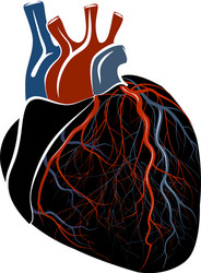 anatomy of the heart vector image