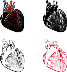 anatomy of the heart vector image