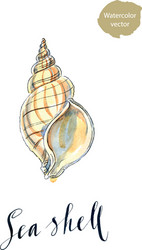 sea shell vector image