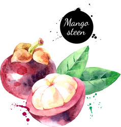 watercolor mangosteen fruit painted isolated vector image