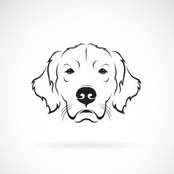 dog head golden rretriever on a white background vector image