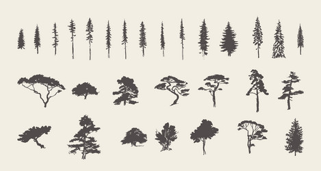 set silhouettes trees pine fir cedar sketch vector image