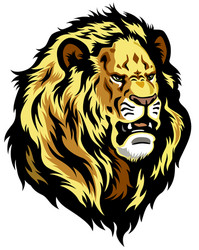 head of lion vector image