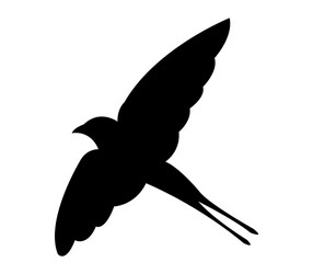 swallow on white background vector image