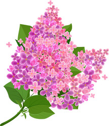 lilac flower isolated vector image