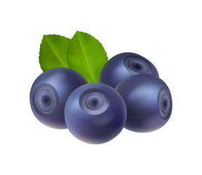 blueberry swamp huckleberry ripe berries vector image