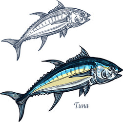 tuna fish isolated sketch icon vector image