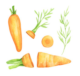 set of fresh carrot fruits with green leaves vector image