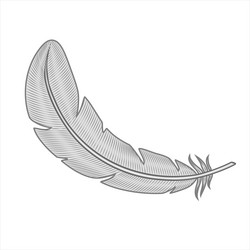 decorative bird feather vector image