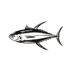 yellowfin tuna or thunnus albacares swimming side vector image